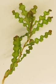 Image result for Potamogeton crispus