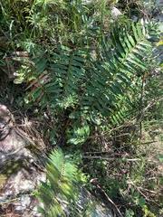 Image result for Encephalartos schmitzii