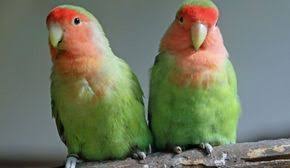 Merawat Burung Lovebird Agar Gacor Dan Ngekek Panjang Garvalo Com Burung Beo Burung Warna