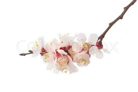 Bitter almonds (prunus amara) which are used for flavouring are differentiated by their white flowers sweet and bitter almonds are different products and are not interchangeable. The Almond Tree Pink Flowers With Stock Image Colourbox