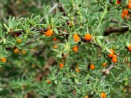 Image result for Lycium mascarenense