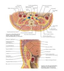 Pin On Renal
