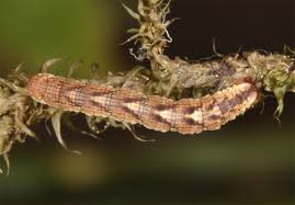 Image result for Entephria caesiata