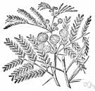 Tree, trunk, shovel, fennel, abstract, basic pay, kara tree, neem tree. Mimosa Botany Definition Of Mimosa Botany By The Free Dictionary