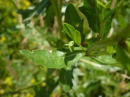 Image result for Tolpis capensis