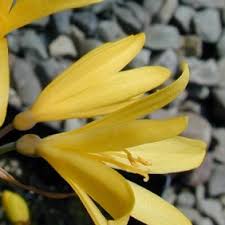 Image result for Cyrtanthus breviflorus