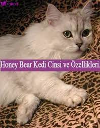 kedi cinsleri ve ozellikleri panosundaki pin