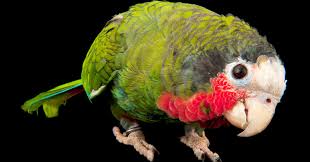 Image result for parrot