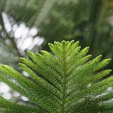 Image result for Araucaria cunninghamii