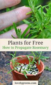 Plants For Free How To Propagate Rosemary Propagate Rosemary Plants Growing Rosemary