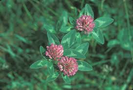 Image result for Trifolium masaiense