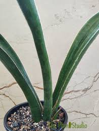Image result for Sansevieria sinus-simiorum