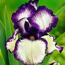 Loop The Loop Iris Plant Potted Bi Color Purple White Flowers German Bearded Iris Iris Flowers Flowers Perennials Flower Seeds