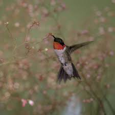 Honeybees and other bees will feed on all the humming bird feeders i have seen. Bulletin 7152 Understanding Ruby Throated Hummingbirds And Enhancing Their Habitat In Maine Cooperative Extension Publications University Of Maine Cooperative Extension