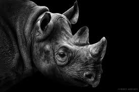 Black And White Images Of Animals Pucker Up Dramatic Black And White Animal Photography By Wolf Ademeit Pondly Animals Black And White Black And White Photographs Black And White Portraits