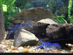 Learn interesting facts, look at pictures, read information and. Toronto Zoo Animals