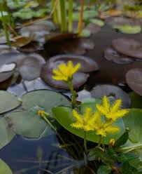 Image result for Nymphoides thunbergiana