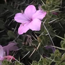 Image result for Barleria holubii