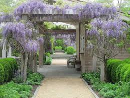 Due to its rapid growth and spread, some wisteria can become quite heavy, putting a strain on the object or structure that it is attached to. Wisteria How To Grow And Tame The Perennial Flowering Vine