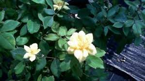 Flowers by sharon proudly serves shelbyville and the surrounding areas. Shrubs Walnut Grove Nursery In Louisville Ky
