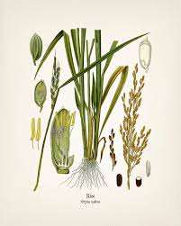 Image result for Oryza