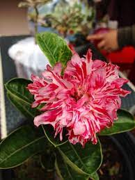 Pin On Gardening