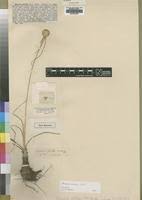 Image result for Cyperus mollipes