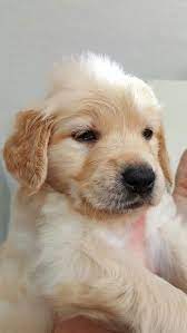 Golden Puppy Cute Dogs Cute Puppy Pictures Retriever Puppy