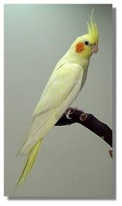 Bird Aviary For Sale Durban Cnc Aviary Cockatiel Pictures Cockatiel Pet Birds Beautiful Birds