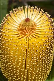 Sunshine On A Stem Burdett S Banksia Western Australia Unusual Flowers Amazing Flowers Rare Flowers