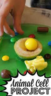 Color all of the ribosomes red. Super Cute Edible Jello Cell Model Project For Kids