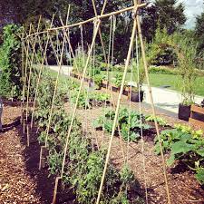 Maybe you would like to learn more about one of these? 5 Variations On A String Trellis For Tomatoes Bonnie Plants