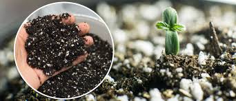 We did not find results for: How To Make Your Own Fertilizer For Cannabis Plants Cannaconnection Com