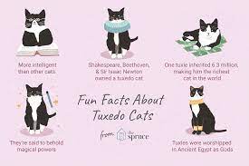 A study from the university of south australia came up with 5 personality types based on an analysis of a wider base of 3,000 cats. 8 Fun Facts About Tuxedo Cats