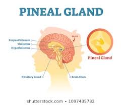 1000 Pineal Gland Stock Images Photos Vectors Shutterstock