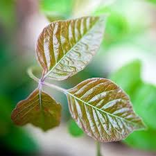 Plants That Can Cause A Rash Everyday Health Poisonous Plants Plants Plant Rashes