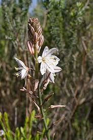Image result for Trachyandra burkei