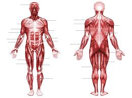 In the diagram, it is labeled as a and d respectively b and d respectively b and c respectively c and d respectively score = correct answers Human Muscle Anatomy Quiz