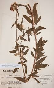 Image result for Antherotoma senegambiensis