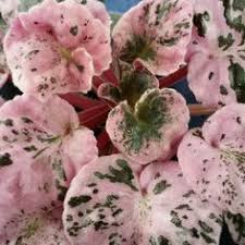 Some varieties of african violet flowers can live a week although the flower usually starts to turn brown and will wilt. African Violet How To Grow Care Guide Houseplant411