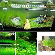 Plant Grass Seeding Aquarium Fish Tank Plants Prospects Grass Landscaping Plant Mr Dog Cat In 2020 Aquarium Landscape Planted Aquarium Fish Tank Plants
