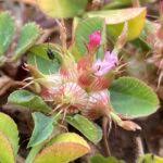 Image result for Trifolium spumosum