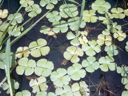Image result for Marsilea villifolia
