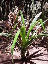 Image result for Pandanus sp. B
