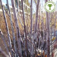 Genus salix are deciduous shrubs and trees of diverse habit, with simple leaves and tiny flowers in catkins, male and female usually on separate plants. Ø£Ù†ÙƒØ± Ù…Ø¹ØªØ¯Ù„ Ø§Ù„Ø¨Ù†ÙŠÙ‡ Ø¥ÙŠÙ‚Ø§Ø¹ÙŠ Salix Salix Thecridders Org