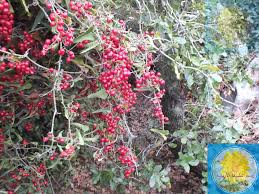 Learn more about sarsaparilla uses, effectiveness, possible side effects, interactions, dosage, user ratings and products that contain sarsaparilla. ØªØ¹Ø±ÙŠÙ Ù…Ø®ØªØµØ± Ø¹Ù† Ù‡Ø¨Ø© Ø§Ù„Ù„Ù‡ Ù„Ù„Ù†Ø¨Ø§ØªØ§Øª ÙˆØ§Ù„Ø£Ø¹Ø´Ø§Ø¨ Ø§Ù„Ø·Ø¨ÙŠØ¹ÙŠØ© ÙÙŠØ³Ø¨ÙˆÙƒ