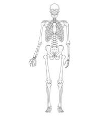 How to draw human pelvic bone detail anatomy drawing. How To Draw A Skeleton Step By Step