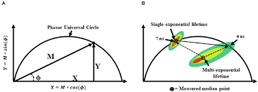The right angled triangle is one of the most useful shapes in all of mathematics! Frontiers A Review Of New High Throughput Methods Designed For Fluorescence Lifetime Sensing From Cells And Tissues Physics