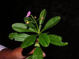 Image result for Talinum fruticosum