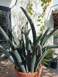 Image result for Sansevieria hallii